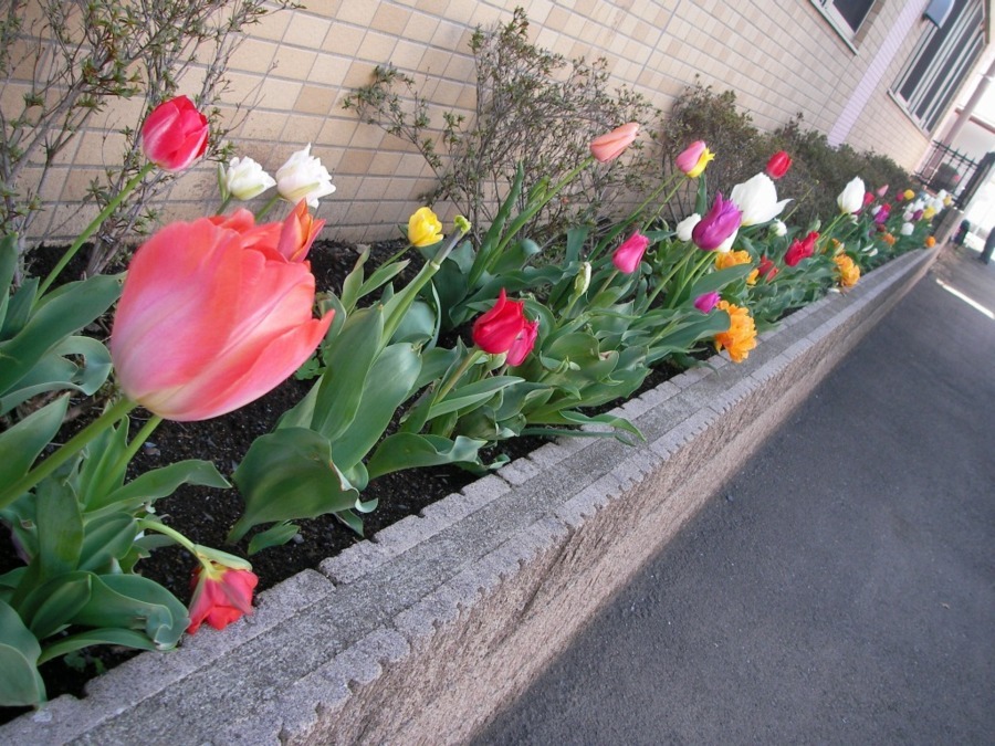 学校法人東京吉野学園　みそら幼稚園の写真3枚目：