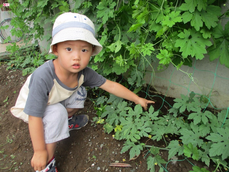 桃の花ナーサリー第2の写真4枚目：