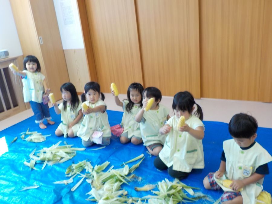 認定こども園　北陽幼稚園・第2北陽保育園（保育士の求人）の写真3枚目：夏はとうもろこしの皮むきを体験しました。15時のおやつに食べます。