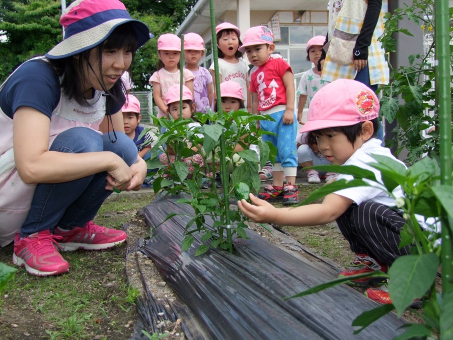 保育園チャイルドの写真3枚目：園の畑で野菜作り