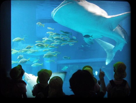 浪速さくら保育園の写真3枚目：たくさんの経験を大切にしています