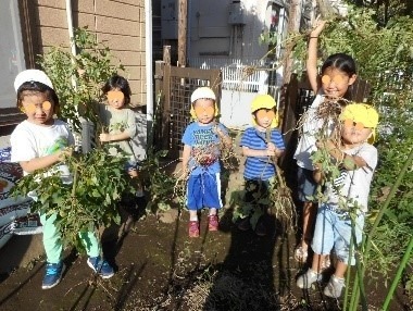 社会福祉法人頌栄会　本部（保育士の求人）の写真3枚目：園内に畑があります。小さな畑ですが子ども達が育てている野菜が四季折々見られます。