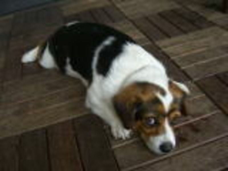 あいあいえんデイサービスセンターの写真5枚目:みんなの愛犬コトちゃんです