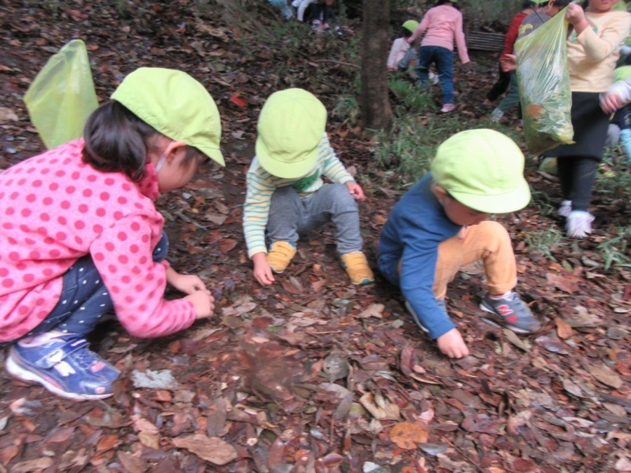はなぞの保育室（保育士の求人）の写真6枚目：どんぐり拾い