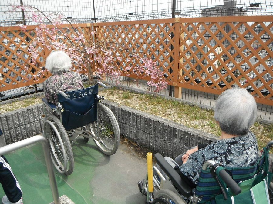 介護老人保健施設さくらの里（介護職/ヘルパーの求人）の写真5枚目：岡崎市,介護老人保健施設さくらの里®,看護介護求人,屋上しだれ桜