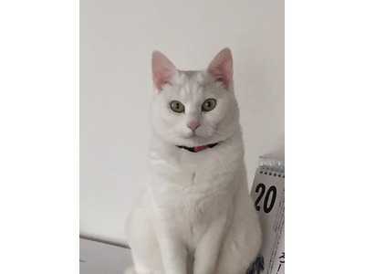 いちの整骨院の写真23枚目：当グループの招き猫です