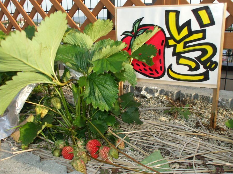 介護老人保健施設さくらの里（介護職/ヘルパーの求人）の写真10枚目：岡崎市,介護老人保健施設さくらの里®,看護介護求人,屋上いちご