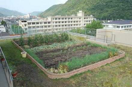デイサービスかんべ村の写真4枚目:屋上菜園で無農薬野菜を作ってます