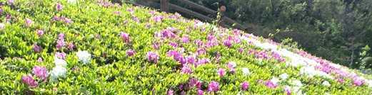 高齢者複合施設アゼリアの写真