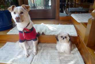 グループホーム木洩れ陽の写真3枚目:犬好きの方にはピッタリな職場です