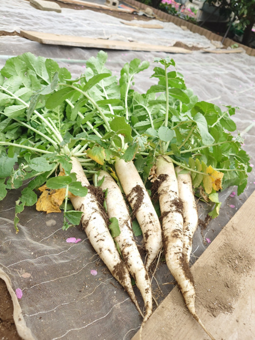 ハニカムあかしあ草加西町【2026年02月01日オープン予定】の写真8枚目: