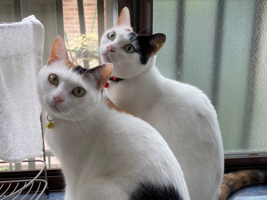 シーニーハウス日野の写真