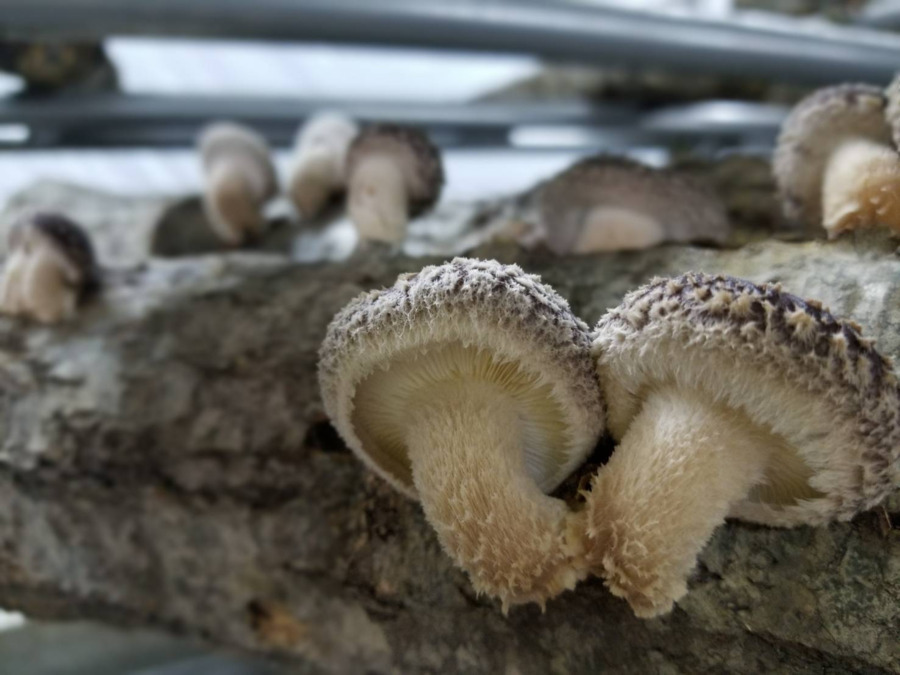 しいたけFactoryの写真