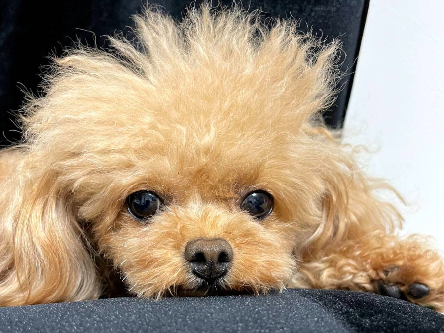 わおんパステルの写真3枚目：