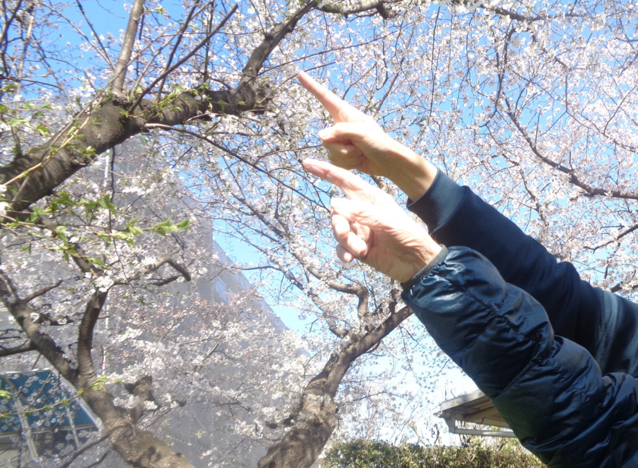 久喜ことぶき苑(ケアマネジャーの求人)の写真1枚目:お花見散歩🌸