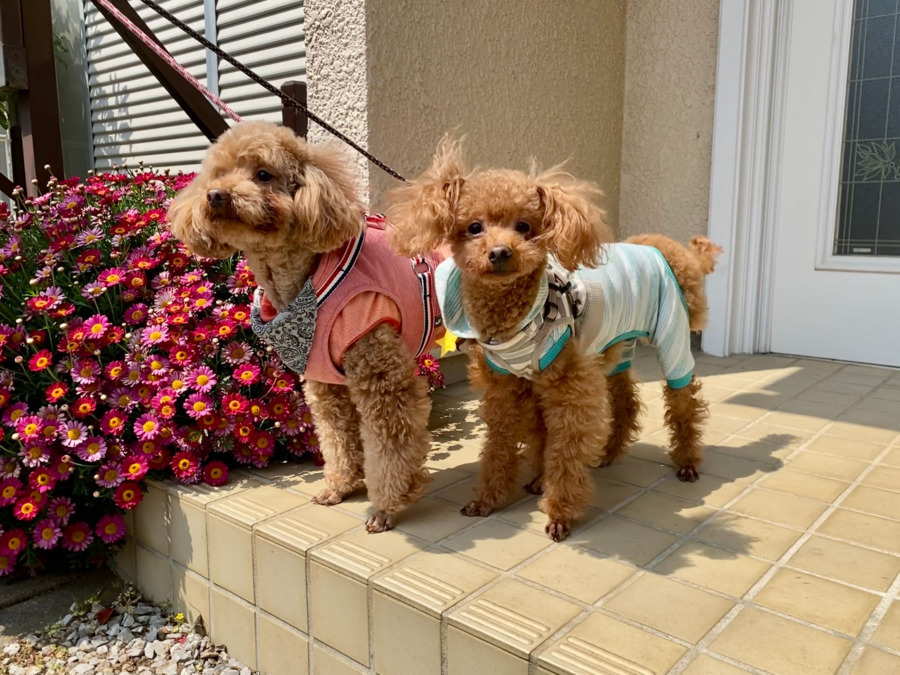 ATLIFE（アトライフ）狛江の写真2枚目：ペット（小型犬）のお世話は飼い主様で行うので動物が苦手な方でも安心して働けます♪