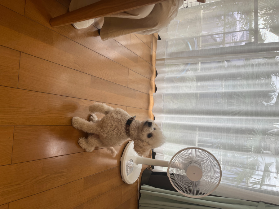 スマイルホーム3号棟の写真2枚目:ペット同伴可