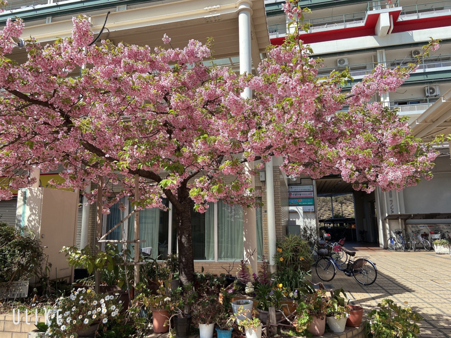 むすびケアの写真5枚目：河津桜