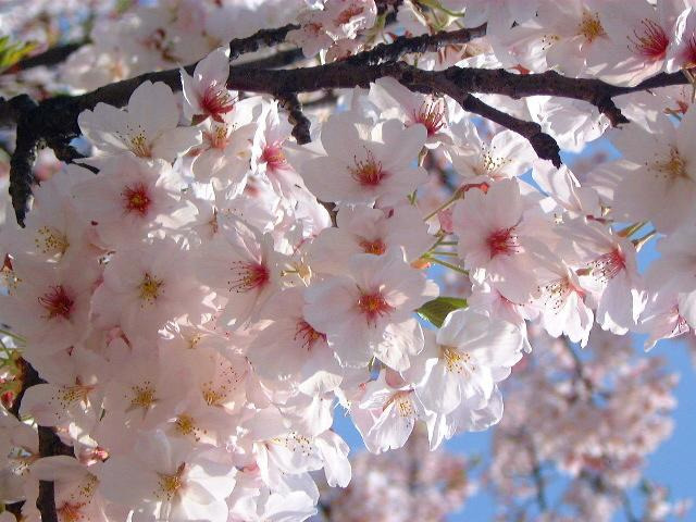 さくら地域包括支援センター（生活相談員の求人）の写真5枚目：岡崎市,介護老人保健施設さくらの里,看護介護リハビリ求人,岡崎公園の桜写真