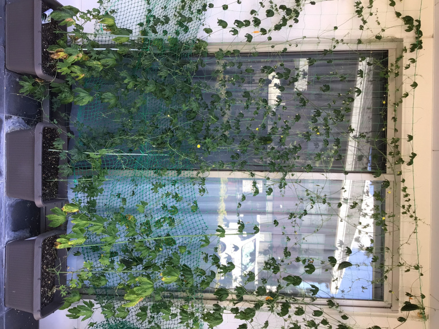 野洲篠原すみれ園の写真6枚目：