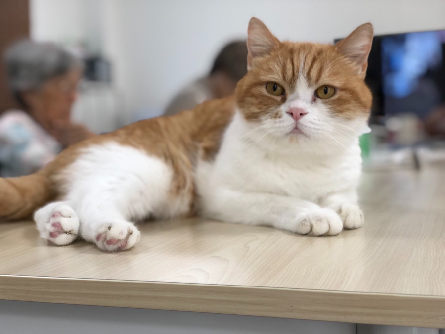 猫のいる家の写真2枚目：