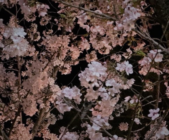 訪問看護ステーションはなこの写真2枚目：2023年は、スタッフ家族、医師やCMさん総勢20名でお花見をしました。