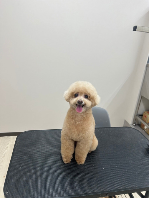保護犬保護猫ふれあい＆カフェ ANELLA CAFÉ西宮店【2025年04月オープン】（サービス管理責任者の求人）の写真10枚目：