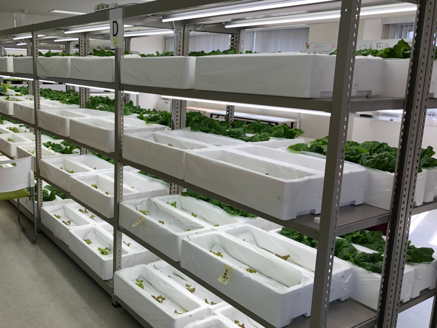 屋内型農園Canvi（株式会社アンビス）の写真