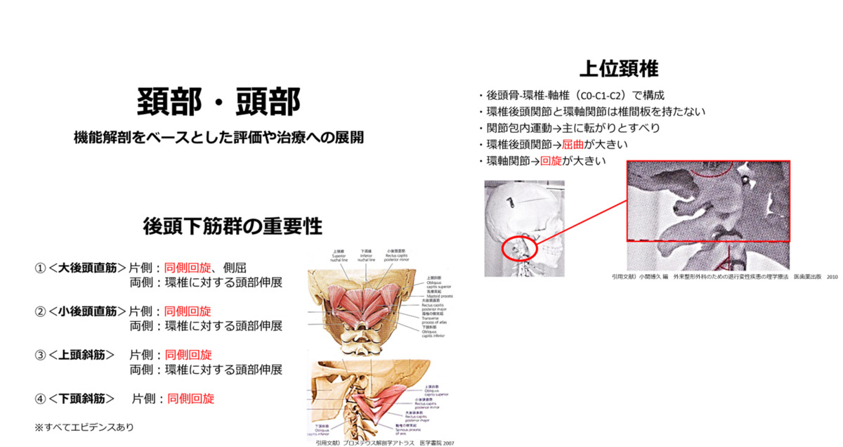 スマイル整骨院 大和東（柔道整復師の求人）の写真8枚目：勉強会資料～機能解剖「頸部・頭部」～