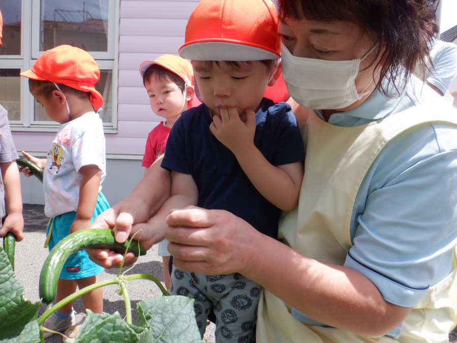 富士吉田市立第七保育園（保育士の求人）の写真4枚目：食育の一環として季節の野菜を育てています。