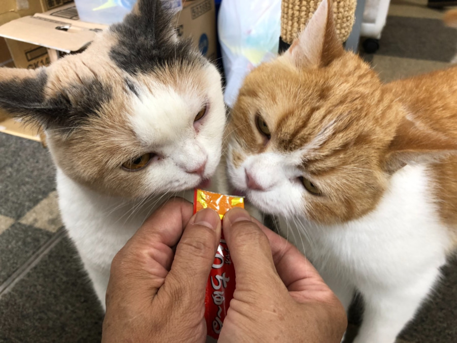 猫のいる家（介護職/ヘルパーの求人）の写真2枚目：