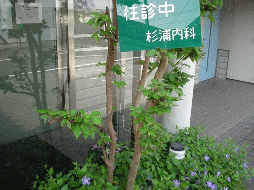 杉浦内科の写真