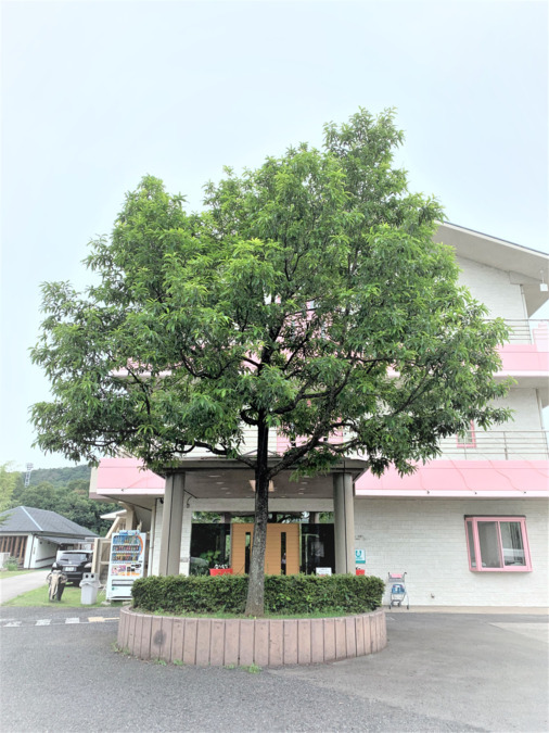 障がい者支援施設　どんぐりの写真