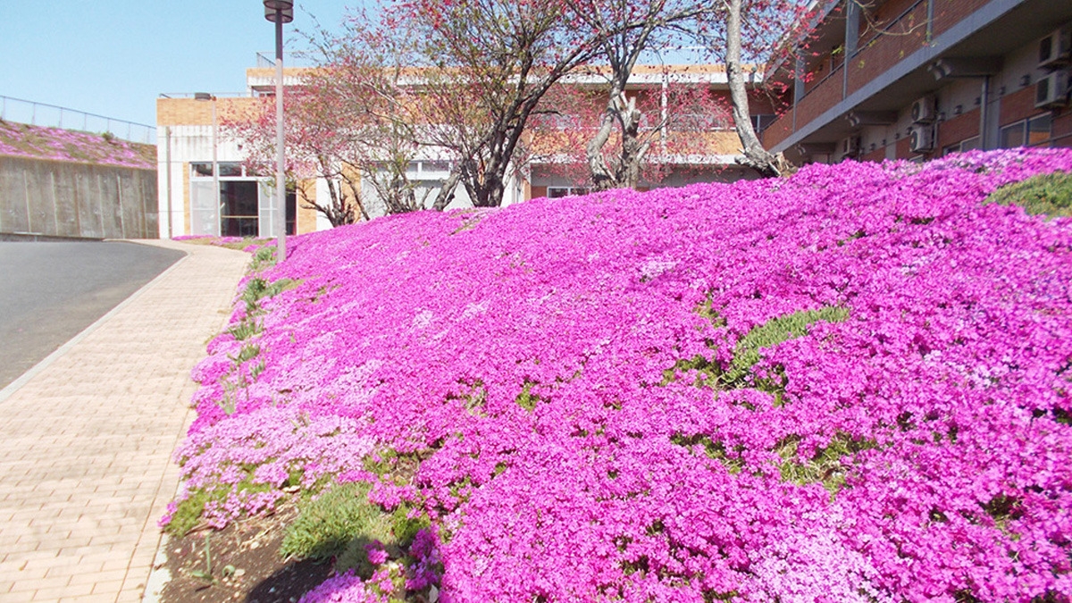 特別養護老人ホーム桐花園（看護師/准看護師の求人）の写真5枚目：自然豊かな環境です。駐車場もあるので、車通勤可能です！