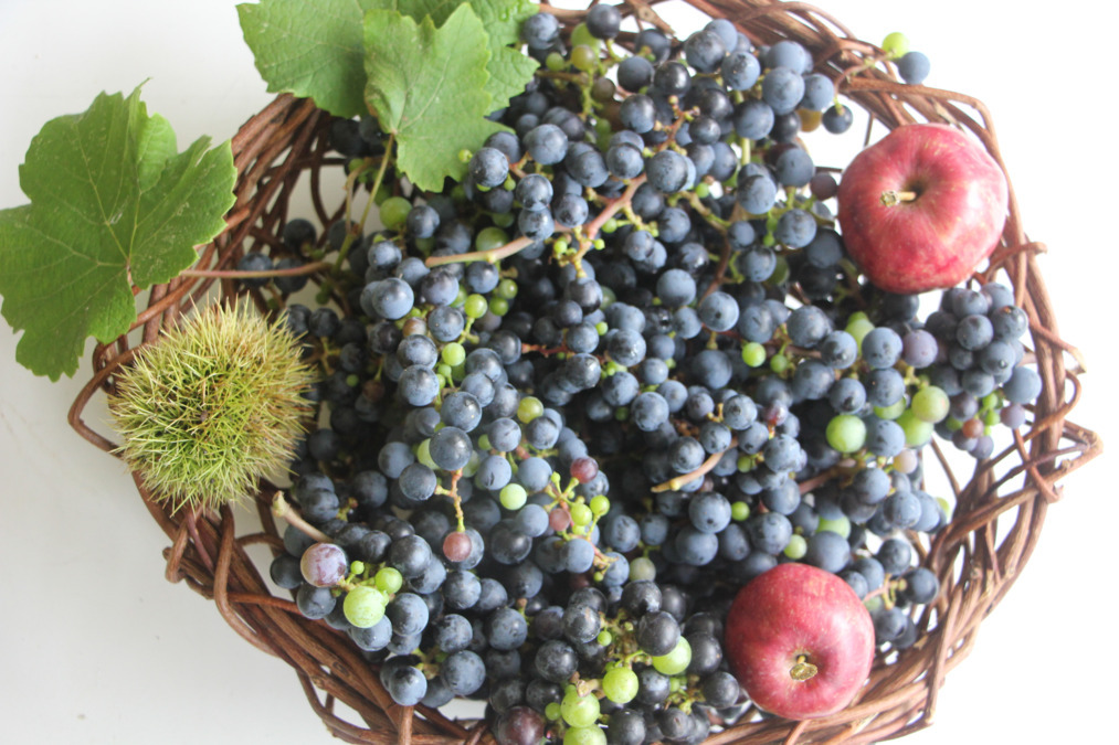 認定こども園ゆめのみ保育園の写真