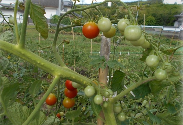 小規模多機能ホームひらり(介護職/ヘルパーの求人)の写真5枚目: