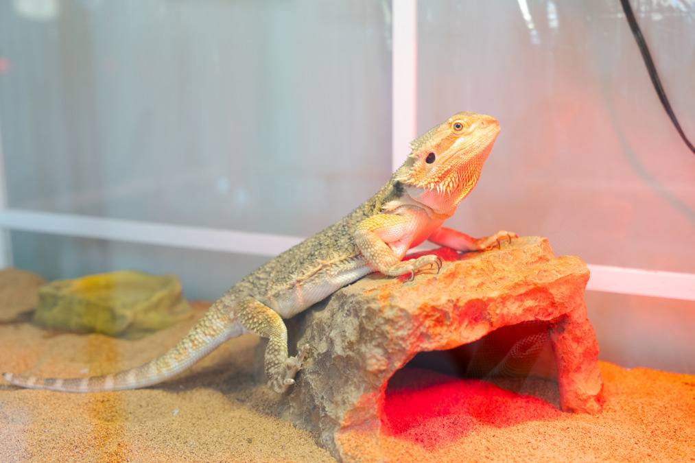 ハピアーワークス(生活支援員の求人)の写真2枚目: