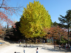親愛幼稚園の写真: