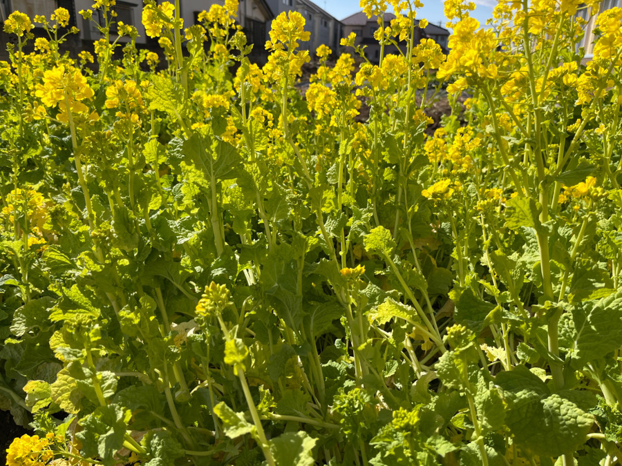 こぱんはうすさくら 昭島たなか教室(保育士の求人)の写真6枚目: