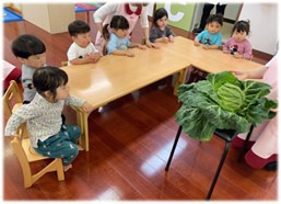 ほっぺるランド西八王子（保育士の求人）の写真3枚目：食育にて
大きなキャベツの葉っぱをむきました
