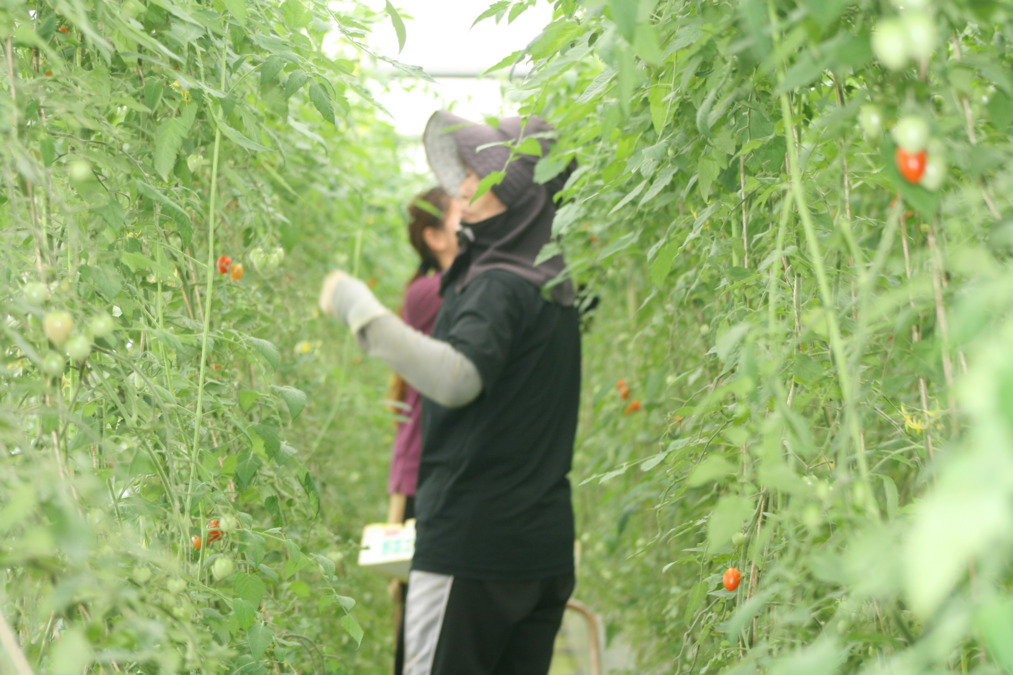 就労継続支援A型事業所  野菜工房ていずいの写真4枚目：
