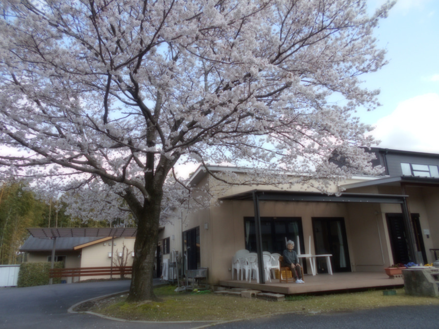 アイランドジー・アイ小泉ショートステイの写真11枚目：小泉ショートステイでは開設当時に植えた桜の木が毎年満開の花を咲かせます。
