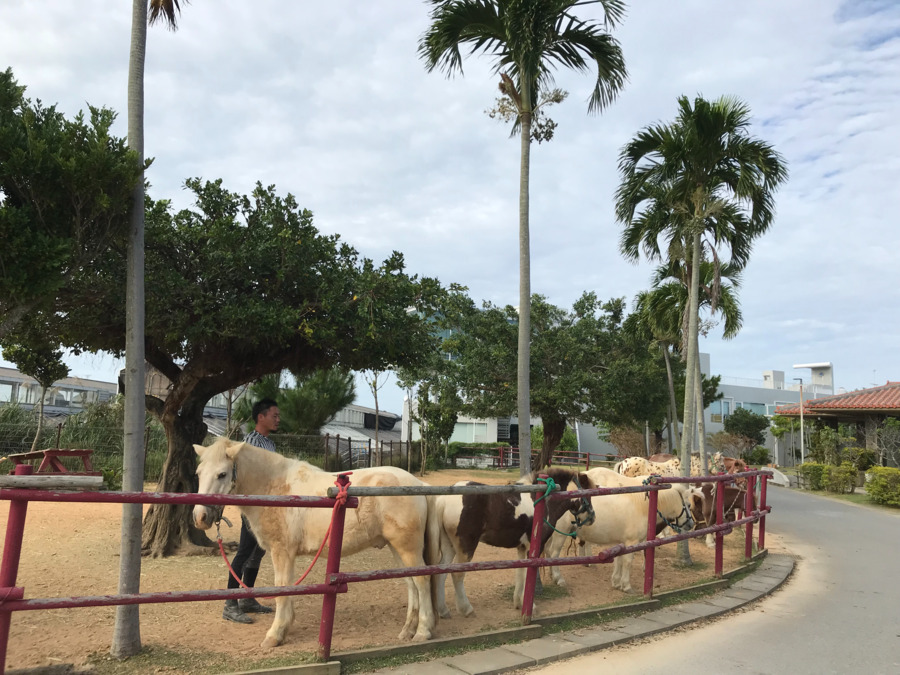 アミークス学童クラブ（放課後児童支援員/学童指導員の求人）の写真3枚目：
