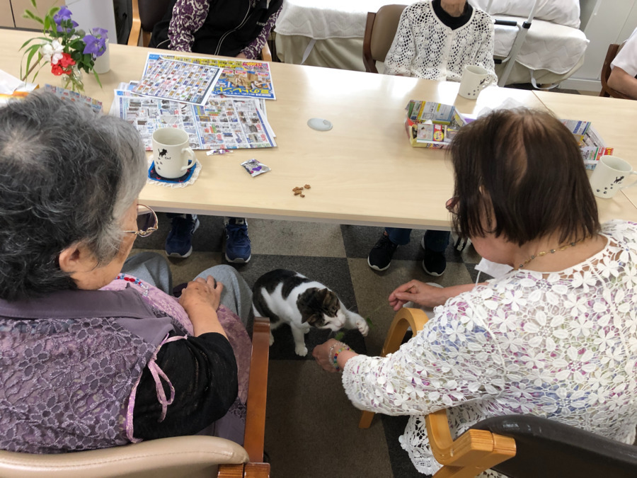 猫のいる家（介護職/ヘルパーの求人）の写真3枚目：