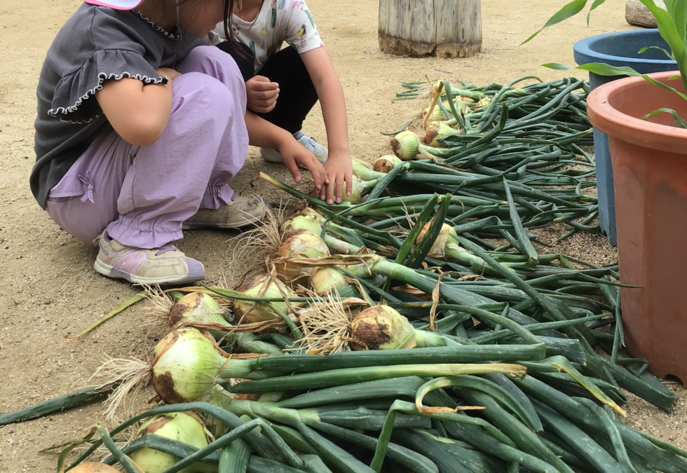 幼保連携型認定こども園 ニコニコ桜保育園（保育士の求人）の写真17枚目：タマネギ、収獲、収獲