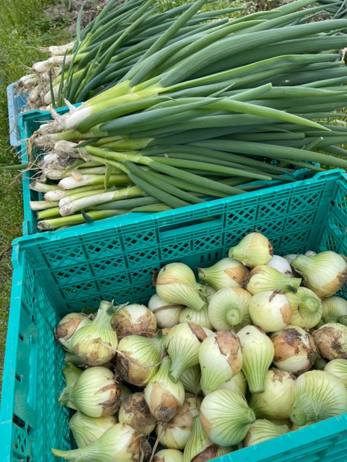 就労継続支援B型事業所 ワークスペースエルデの写真2枚目: