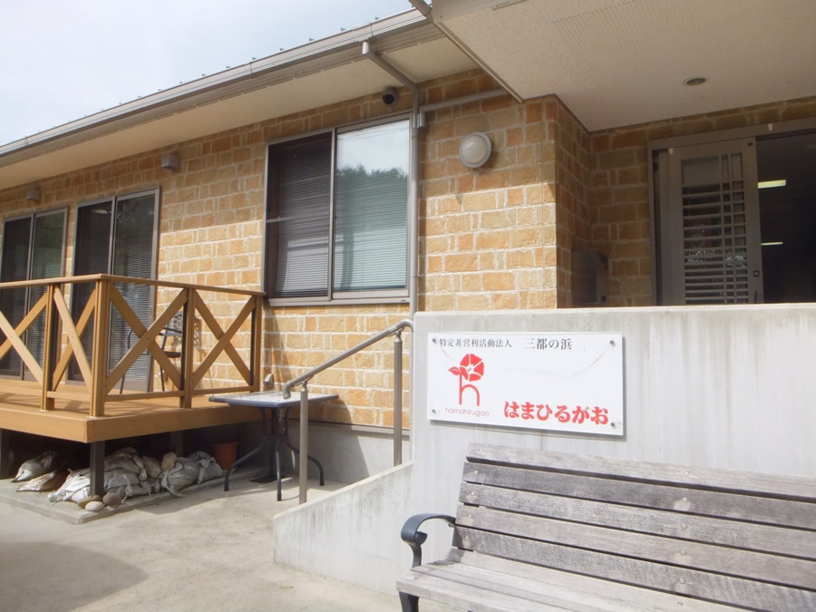 はまひるがおの写真