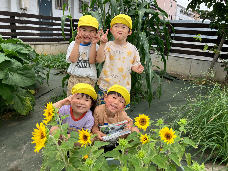中浦和たいよう保育園(保育士の求人)の写真2枚目:園の畑で夏野菜を育てています!