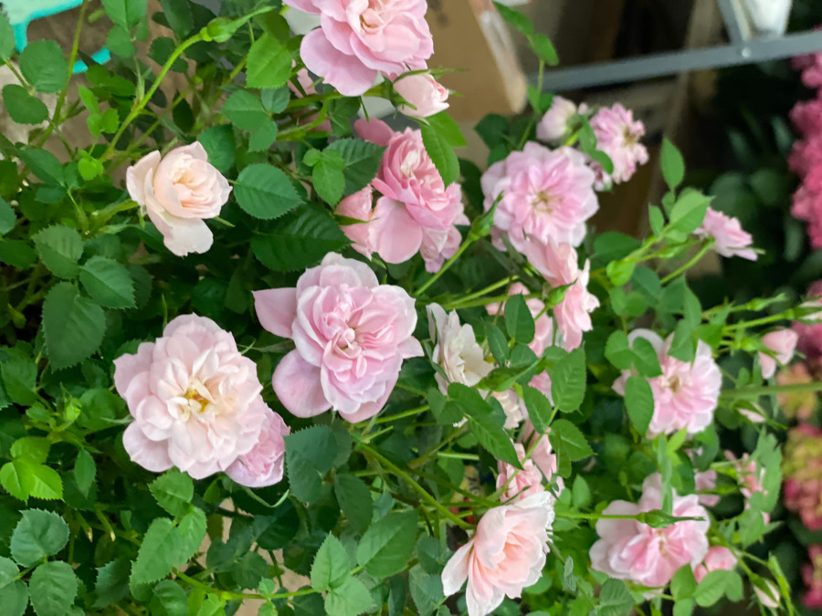 スマイルホーム3号棟の写真4枚目: