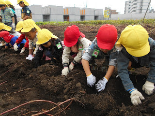 こびとのもり保育園(管理栄養士/栄養士の求人)の写真9枚目:こどもたちの栽培活動や収穫したものを献立に活かしています